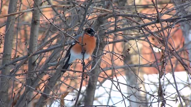 Goudvink eet toppen van bomen — Stockvideo