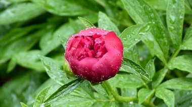 Şakayık yağmurdan sonra