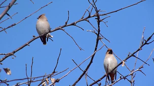 Waxwings — Stock Video