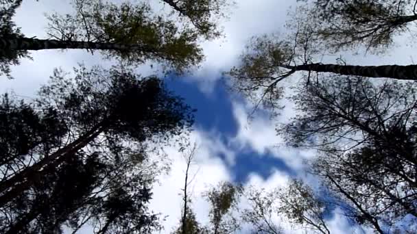 Les cimes des arbres contre les nuages 