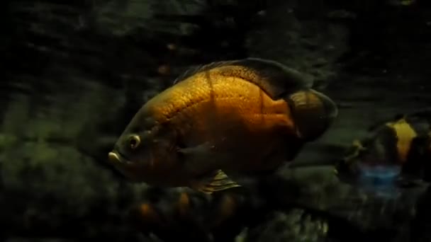 Pesci in acquario2 — Video Stock