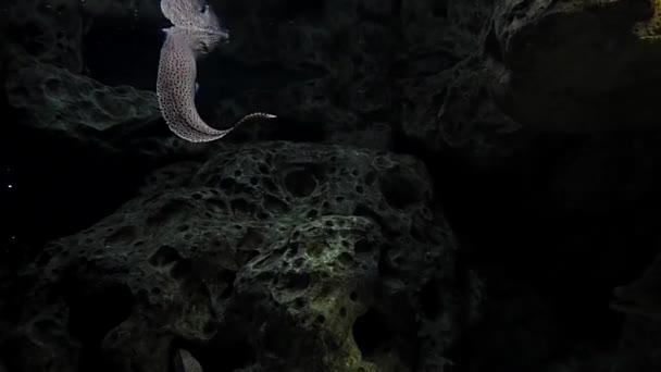 Ikan di The Aquarium3 — Stok Video