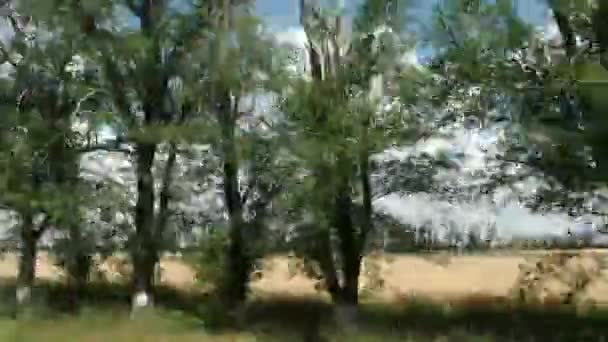 Les arbres qui courent devant la fenêtre de la voiture — Video