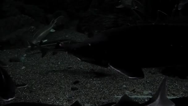 수족관에 있는 철갑상어 — 비디오