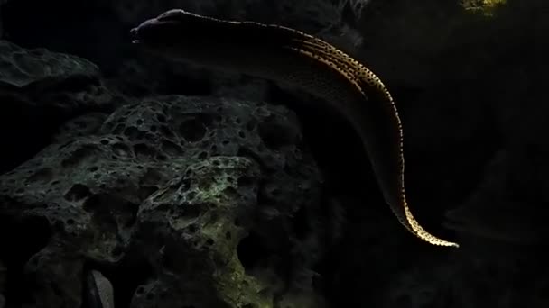 Moray anguille dans l'aquarium — Video