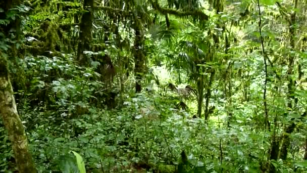 Boxwood grove in the subtropics — Stock Video