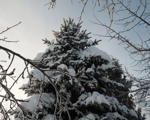 Lujoso árbol de Navidad en invierno — Foto de Stock