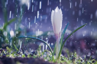 Güzel bahar beyaz Çiğdem bahar yağmur altında