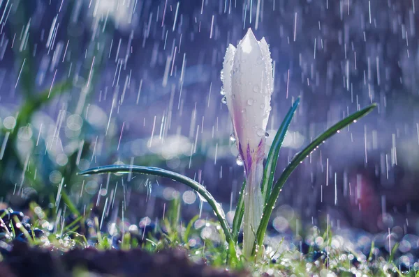 Piękna wiosna biały krokus w deszcz wiosna — Zdjęcie stockowe