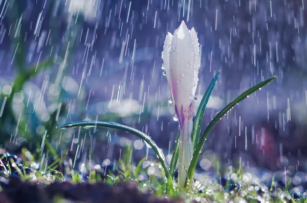 Schöne weiße Krokusse im Frühjahrsregen — Stockfoto