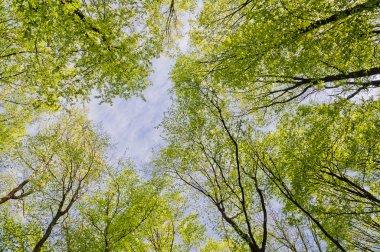 Bahar ormandaki ağaçlar üst kısımları