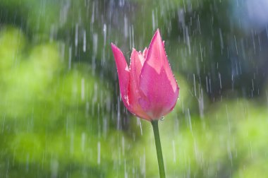 Pembe ve mor Lale bahar yağmur su damlaları