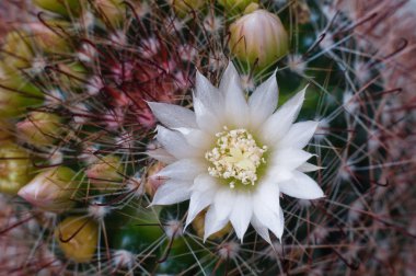 Güzel beyaz çiçek kaktüs