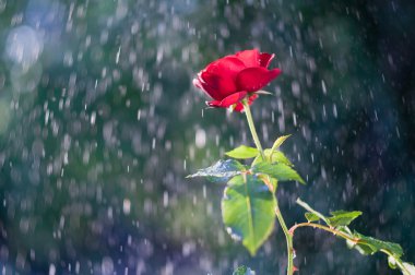 Kırmızı gül yaz yağmur altında