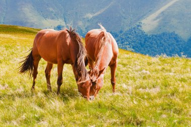 Karpatlar Dağı mera üzerinde otlatma iki kahverengi at