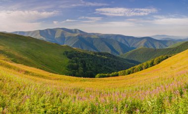 Panorama dağ silsilesi. Yaz dağ manzara çiçek söğüt-herb ile ön planda. Karpatlar, Ukrayna, Europe