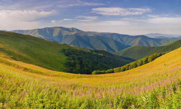 Panorama mountain range. Summer mountain landscape with flowers willow-herb the foreground. Carpathians, Ukraine, Europe — Stock Photo, Image