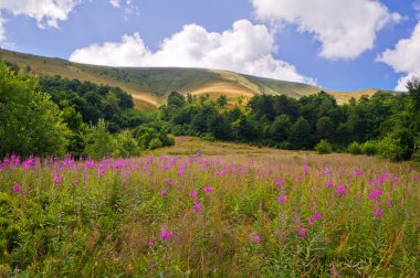 Çiçekler söğüt-ot foregr ile yaz dağ manzarası