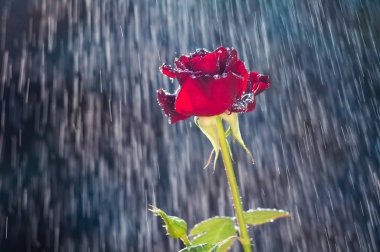 Kırmızı gül yaz yağmur altında