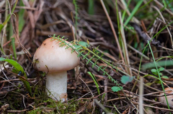 Jadalne grzyby Maślak ziarnisty rośnie w trawie — Zdjęcie stockowe