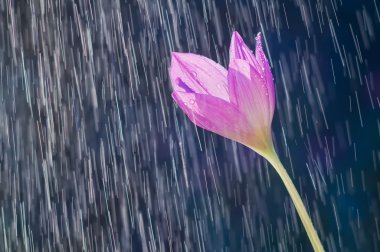 Mor sonbahar Çiğdem çiçek (colchicum sonbahar) backgrou