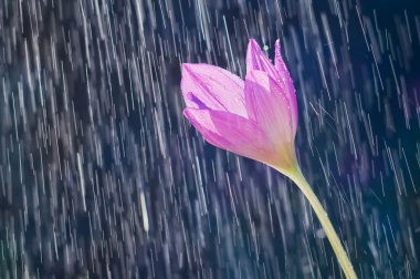Mor sonbahar Çiğdem çiçek (colchicum sonbahar) backgrou