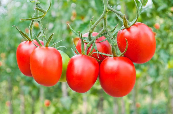 Des grappes rouges de tomates en gros plan sur un fond de jardin — Photo