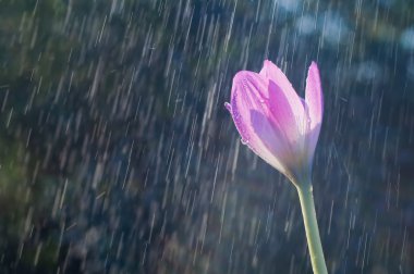 Mor sonbahar Çiğdem çiçek (colchicum sonbahar) backgrou