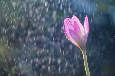 Mor sonbahar Çiğdem çiçek (colchicum sonbahar) backgrou