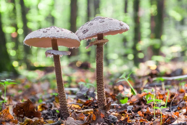 Champiñones Con Parasol Maravillosas Setas Comestibles Macrolepiota Procera Lepiota Protsera — Foto de Stock