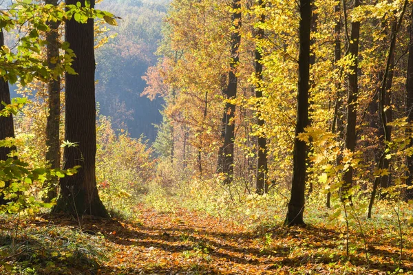 Trees Autumn Colors Edge Forest — Stock Photo, Image