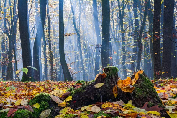 Gevallen Gele Bladeren Een Oude Stronk Met Mos Bomen Mist — Stockfoto