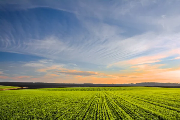 Campo Verde Con Hileras Brotes Trigo Jóvenes Cielo Colores Atardecer —  Fotos de Stock