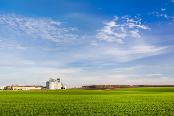 地平線に建物のある若い小麦の芽と穀物エレベーターの緑のフィールド — ストック写真