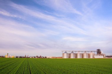 Genç buğday filizlerinden oluşan yeşil tarlalar, ufuktaki tahıl ambarları ve diğer binalar