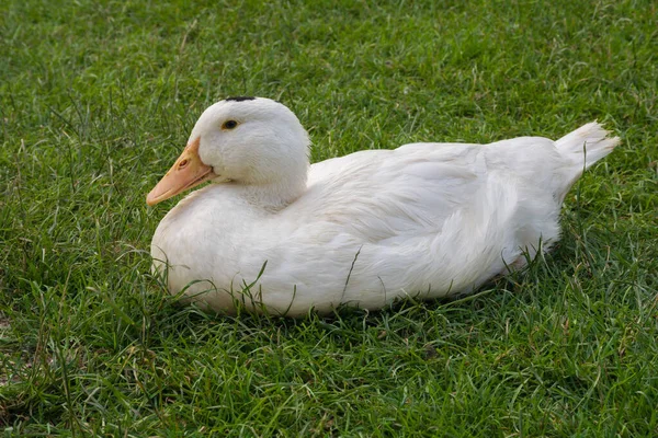 Mulard Pato Sentado Grama Verde — Fotografia de Stock