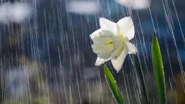 Beautiful Decorative Narcissus Flower Rain — Stock Video