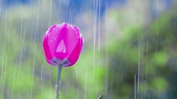 Hermosa Flor Tulipán Rosa Bajo Lluvia — Vídeos de Stock