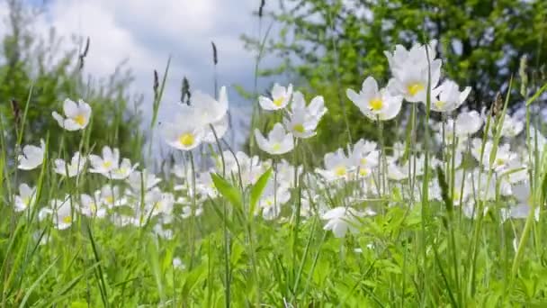 정원에는 말미잘의 아름다운 야생화가 있습니다 Anemone Sylvestris — 비디오