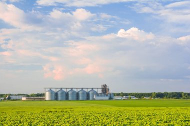 Tahıl ambarları ve ön planda genç ayçiçeği filizlerinden oluşan yeşil bir tarla.
