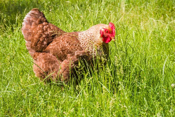 Poulet Domestique Marche Dans Herbe Verte — Photo