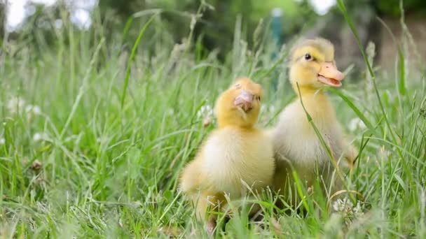 Dos Patitos Domésticos Lindos Sentados Hierba Verde — Vídeo de stock