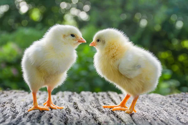 Two newborn cute white chickens stand on a wooden table among the natural background
