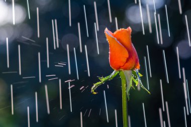 Yağmur damlalarının izlerinin arka planında kırmızı-turuncu gül