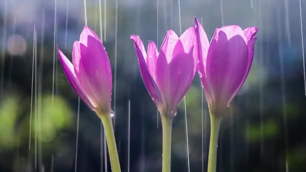 Violet Flowers Autumn Crocuses Colchicum Autumnal Rain — Stock Video