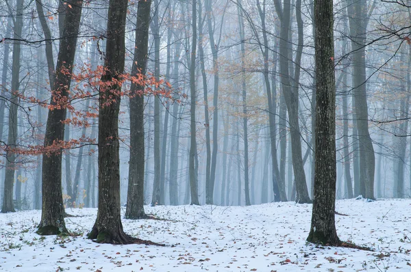 In de bossen die de eerste sneeuw viel — Stockfoto