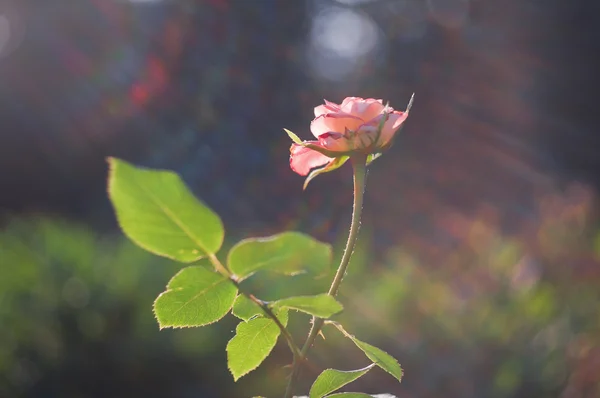 Rosa rosa con raggi di luce — Foto Stock