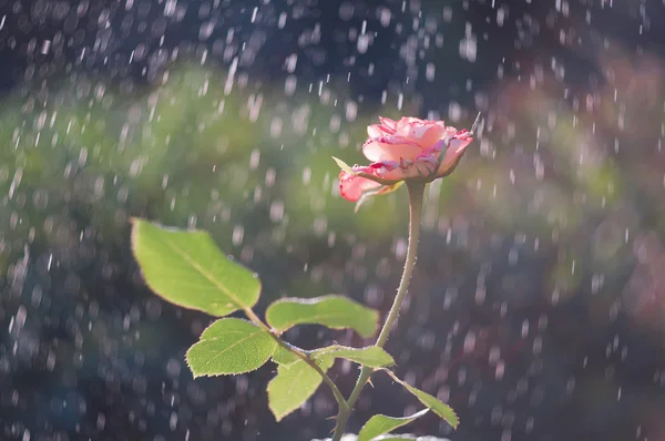 Rosas rosa claro no jardim na chuva de verão — Fotografia de Stock