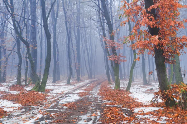 Primera nieve en el bosque otoñal — Foto de Stock