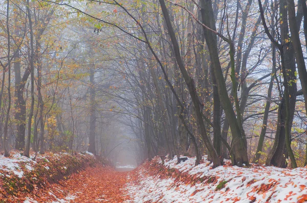 Primera nieve en el bosque otoñal — Foto de Stock